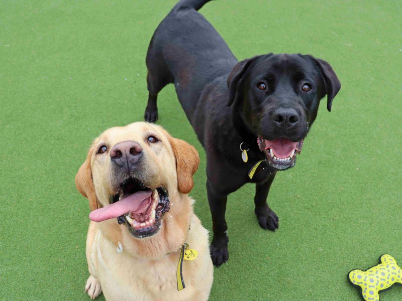 Eros and Morpheus | Retriever (Labrador) | Glasgow - 4