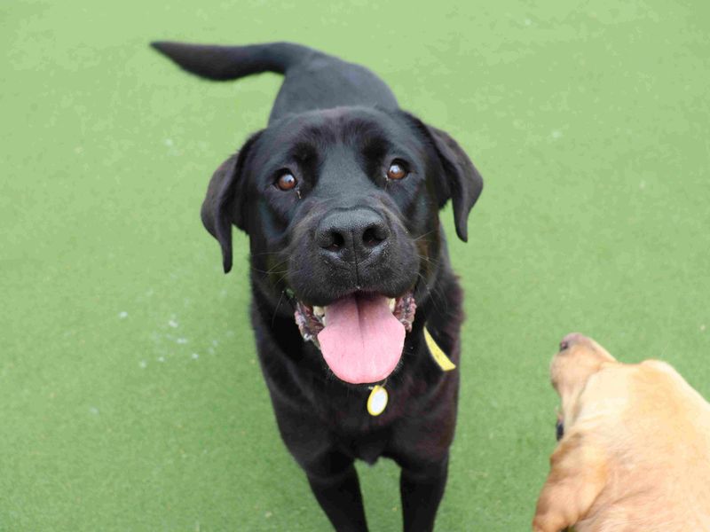 Eros and Morpheus | Retriever (Labrador) | Glasgow - 1