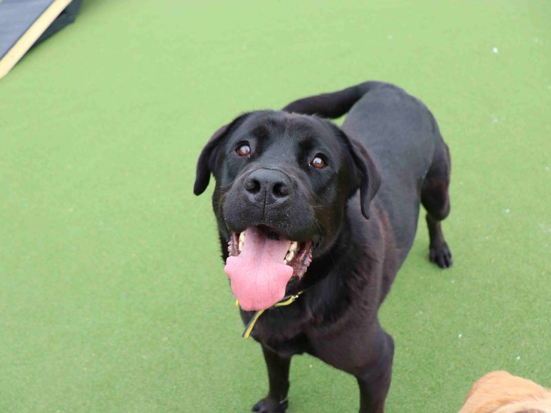 Morpheus | Retriever (Labrador) Cross | Glasgow - 4