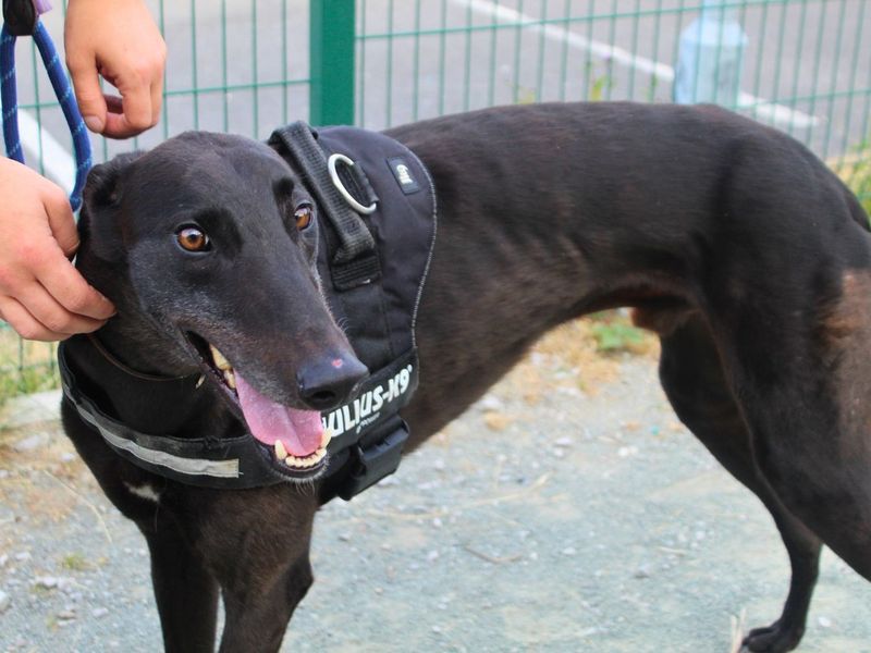 Triton | Greyhound | Manchester - 5
