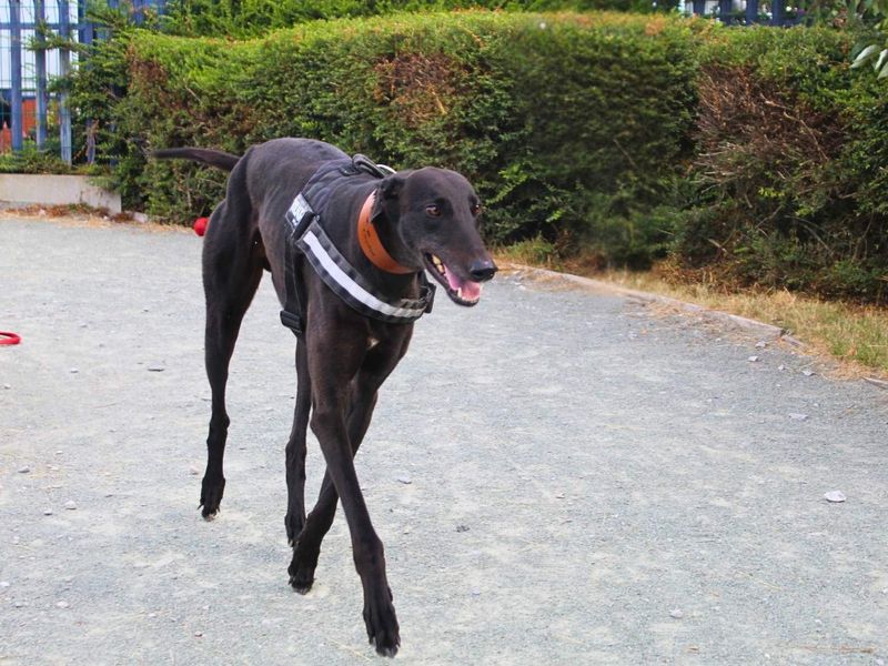 Triton | Greyhound | Manchester - 2