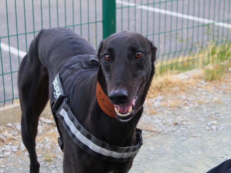 Triton | Greyhound | Manchester - 4