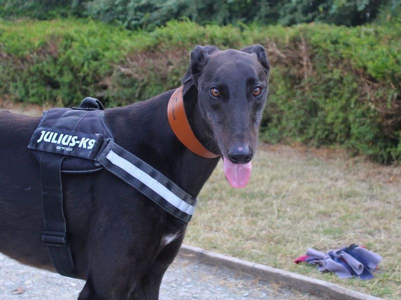 Triton | Greyhound | Manchester - 6