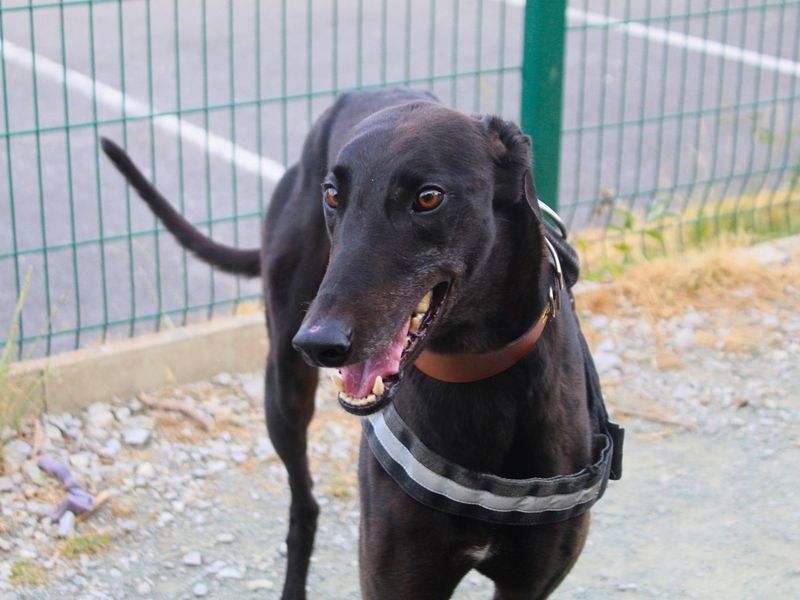 Greyhound Dogs And Puppies For Adoption