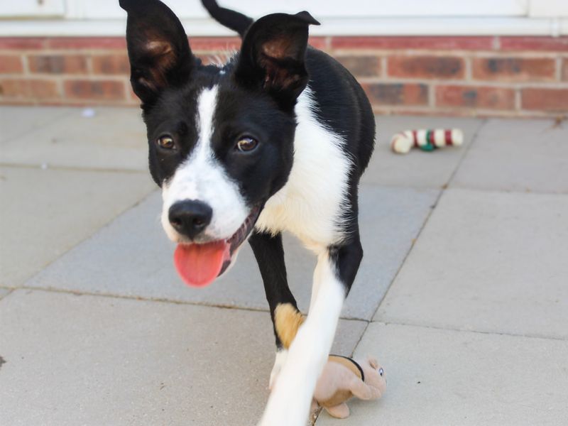 Nyx | Collie (Border) | Shoreham (Sussex) - 3