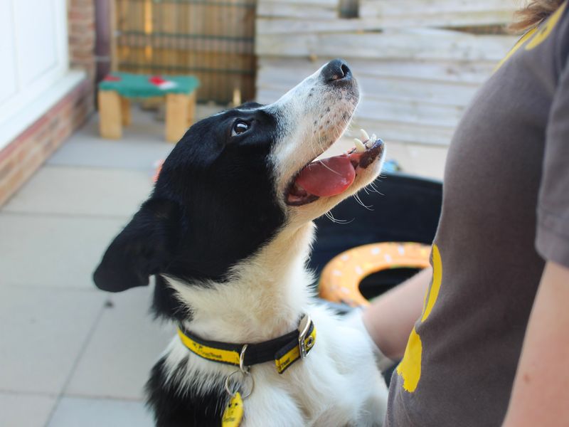 Nyx | Collie (Border) | Shoreham (Sussex) - 1