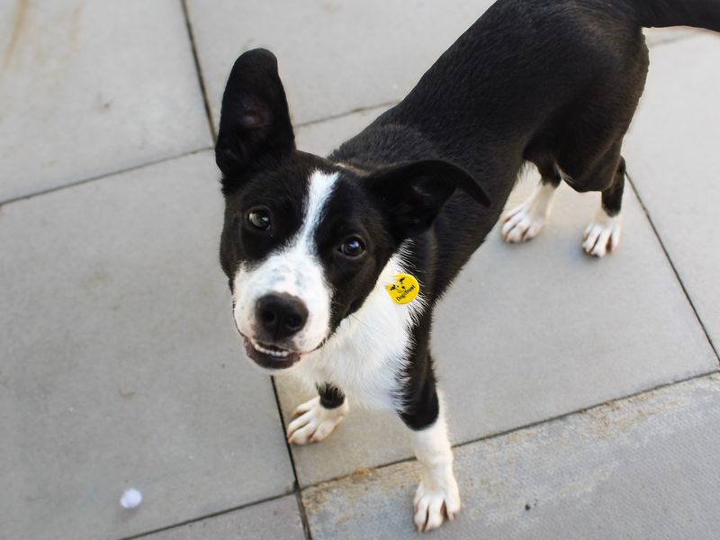 Nyx | Collie (Border) | Shoreham (Sussex) - 2