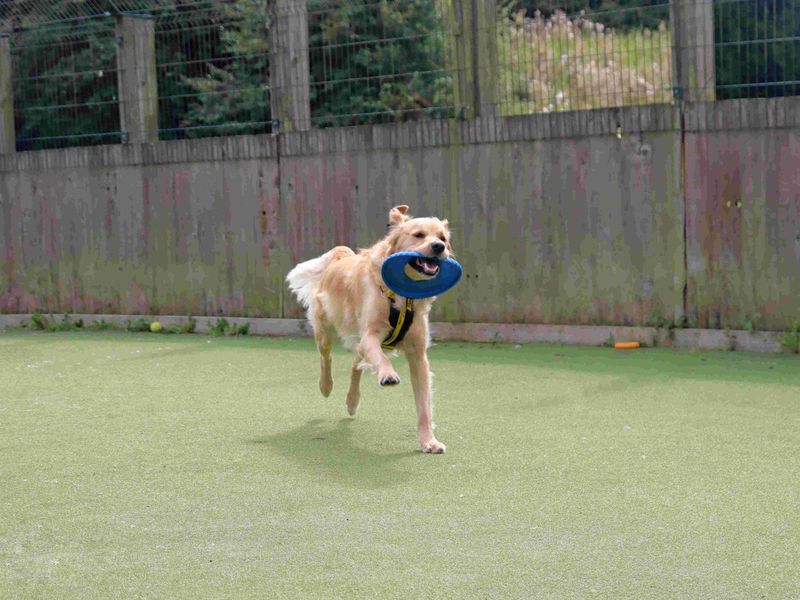 Toby - Image 5 of 6