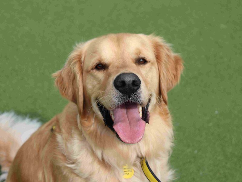 Toby - Image 6 of 6