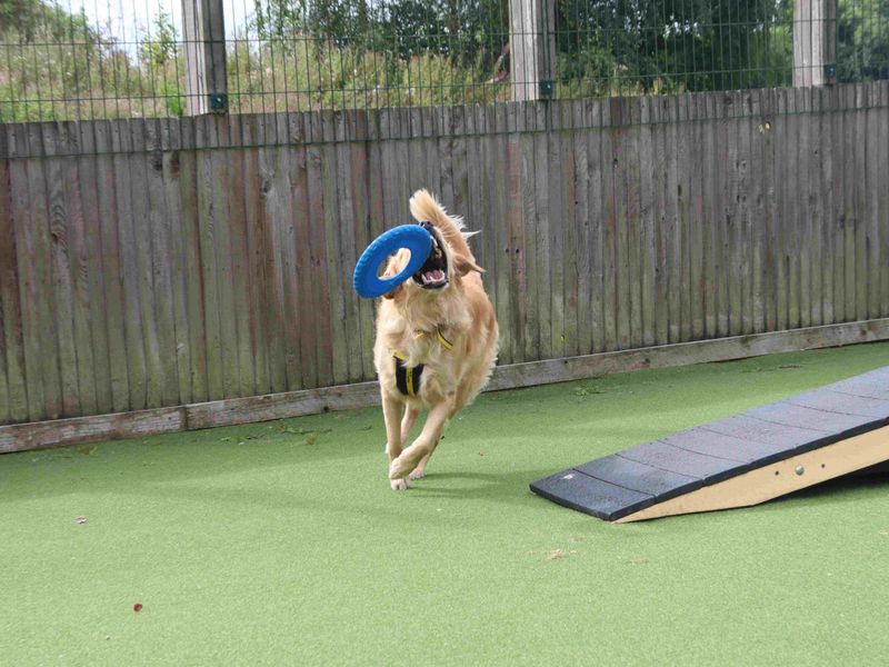 Toby - Image 3 of 6