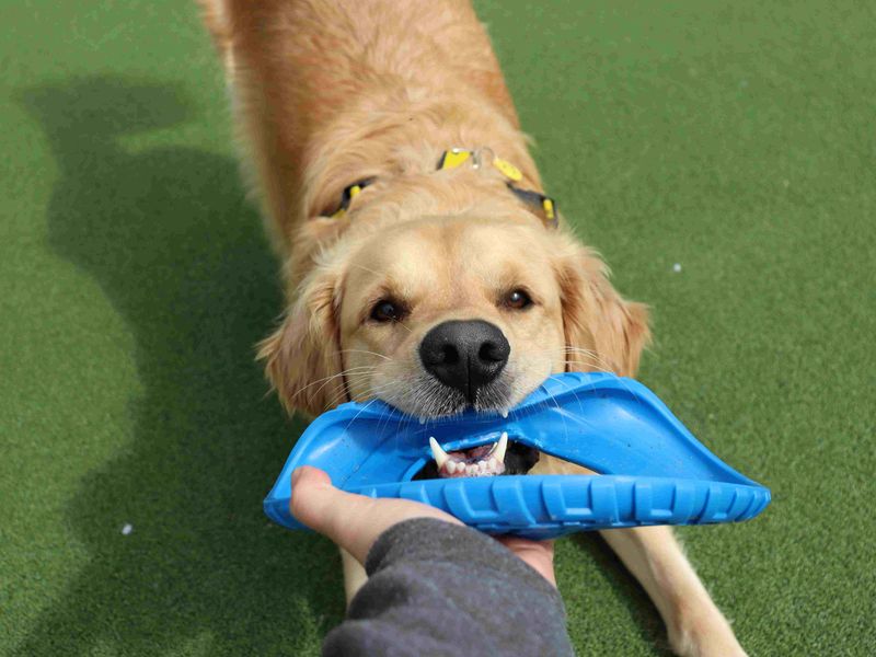 Toby - Image 4 of 6
