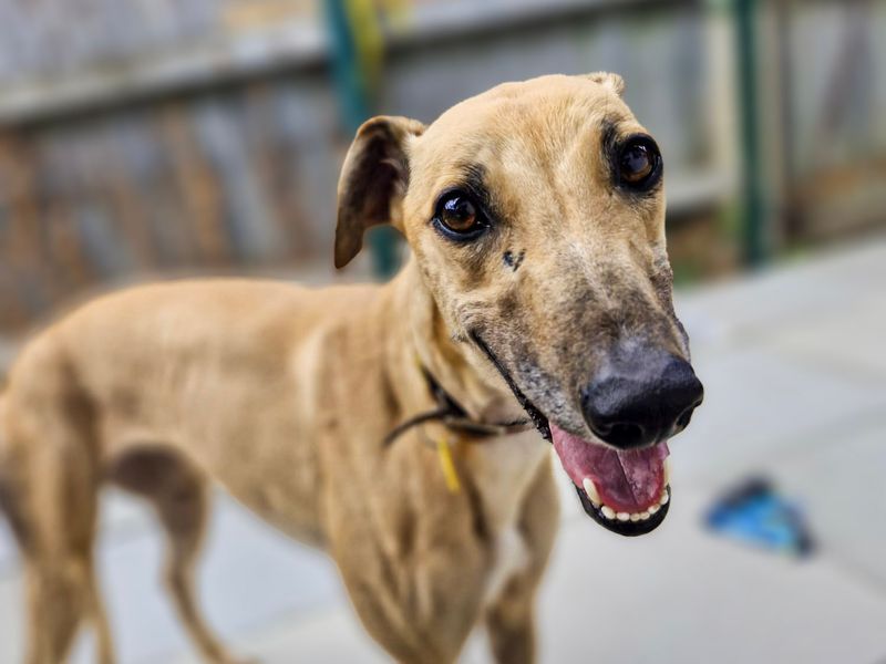 Cinders | Greyhound | Shoreham (Sussex) - 3