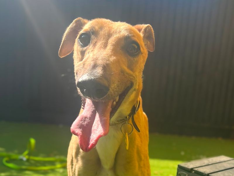 Cinders | Greyhound | Shoreham (Sussex) - 1