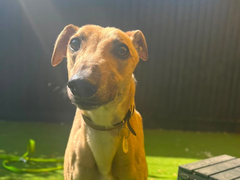 Cinders | Greyhound | Shoreham (Sussex) - 2