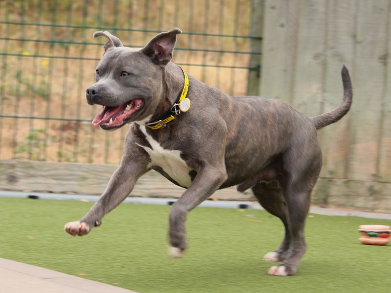 Hobbs | Terrier (Staffordshire Bull) | Evesham (Worcestershire) - 1