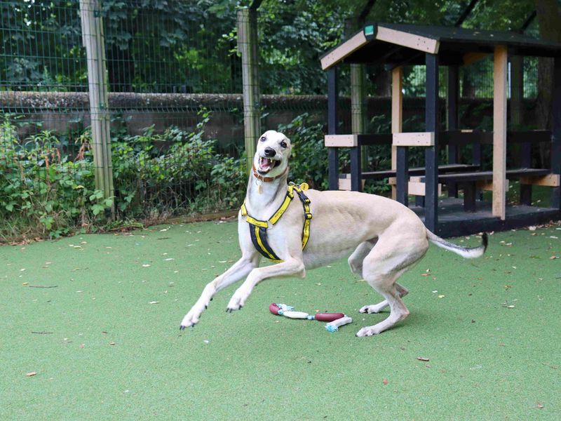 Cedar | Greyhound | Glasgow - 2