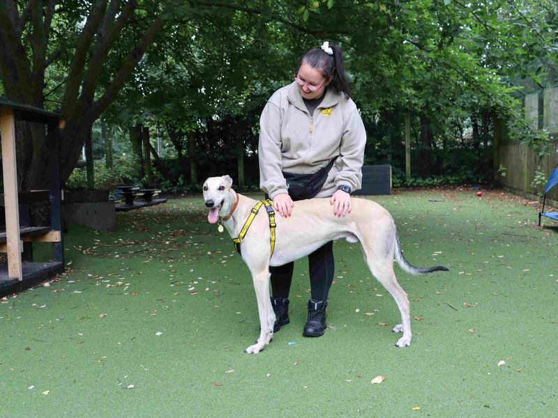 Cedar | Greyhound | Glasgow - 3