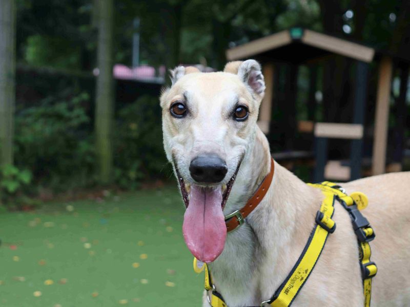 Cedar | Greyhound | Glasgow - 4