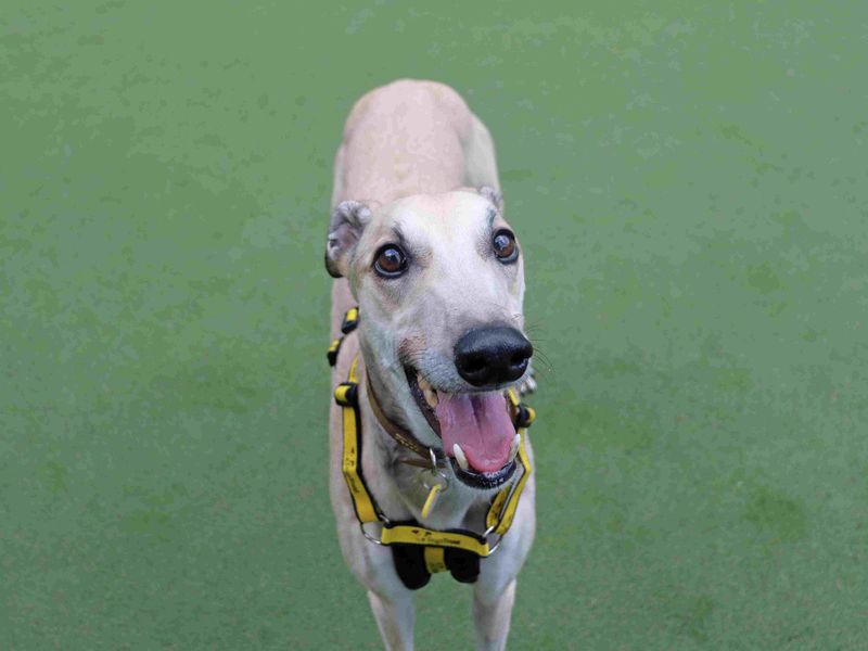 Cedar | Greyhound | Glasgow - 2