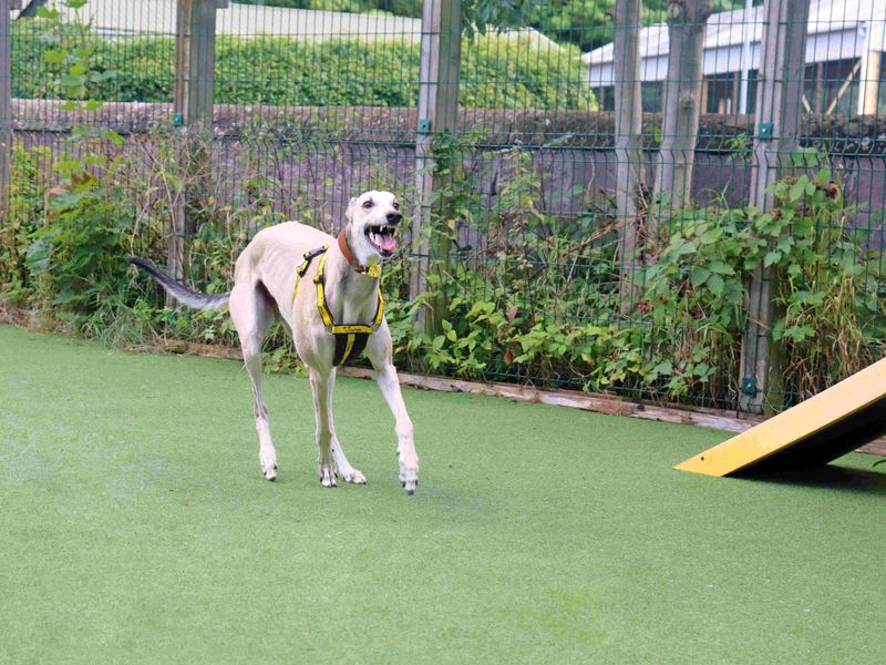 Cedar | Greyhound | Glasgow - 5