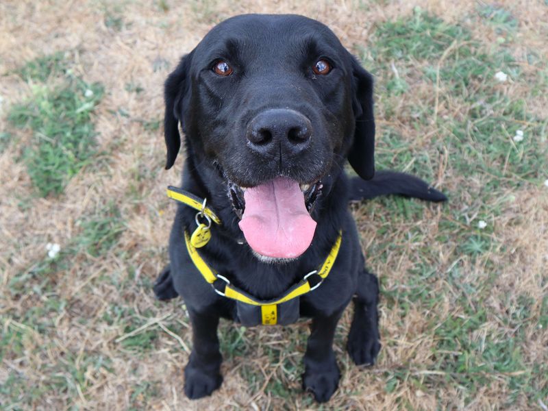 Alfie | Retriever (Labrador) | Harefield West London - 1