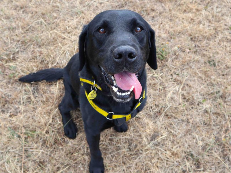 Alfie | Retriever (Labrador) | Harefield West London - 2