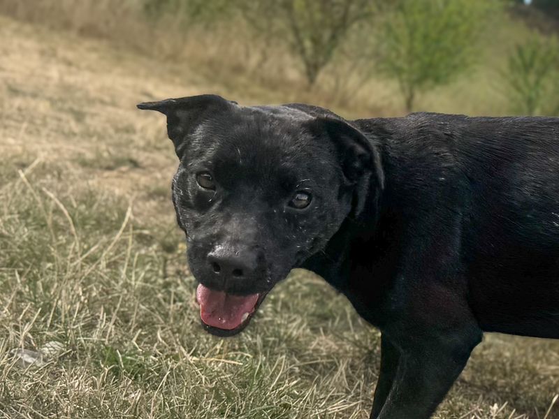 Cutie | Terrier (Patterdale) | Basildon (Essex) - 1