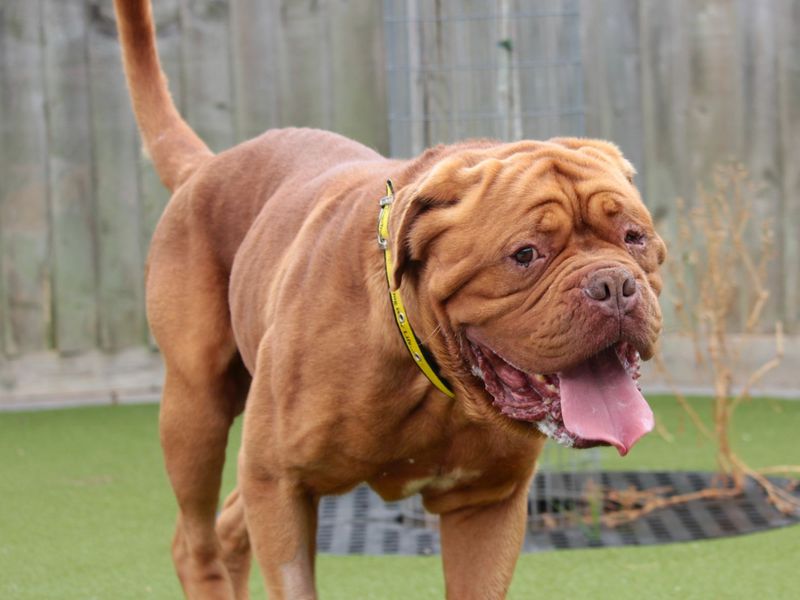 Bruce | Dogue De Bordeaux | Evesham (Worcestershire) - 2
