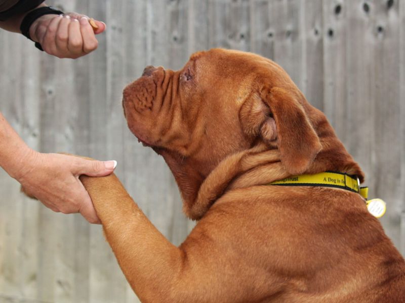 Bruce | Dogue De Bordeaux | Evesham (Worcestershire) - 1
