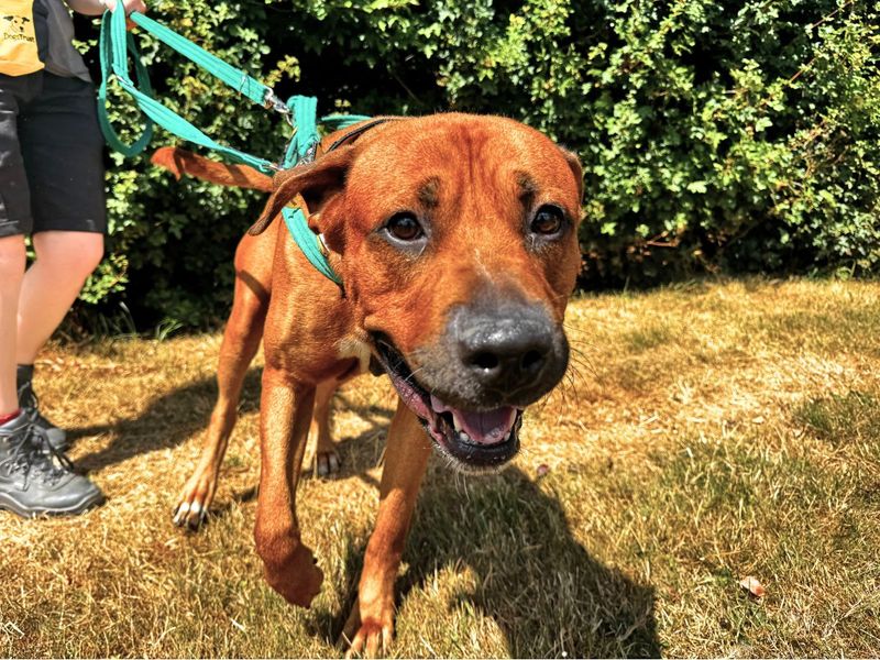 Ricky | null | Salisbury (Wiltshire) - 2