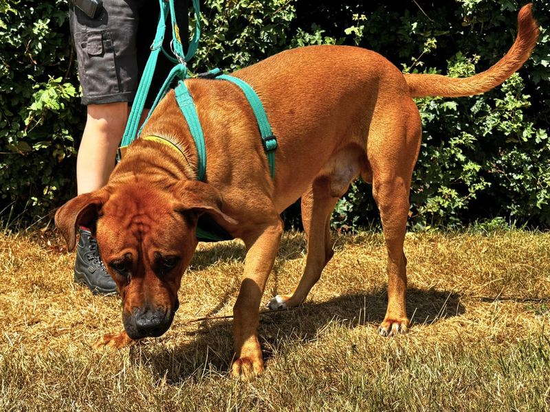 Ricky | null | Salisbury (Wiltshire) - 5