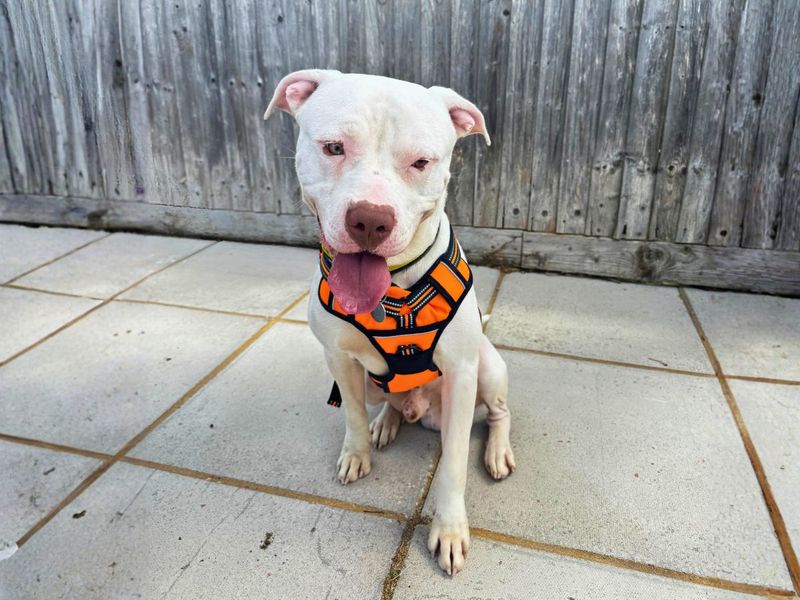Marble | American Bulldog Cross | Salisbury (Wiltshire) - 4
