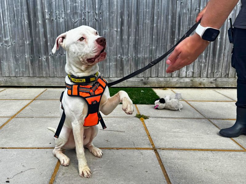 Marble | American Bulldog Cross | Salisbury (Wiltshire) - 3