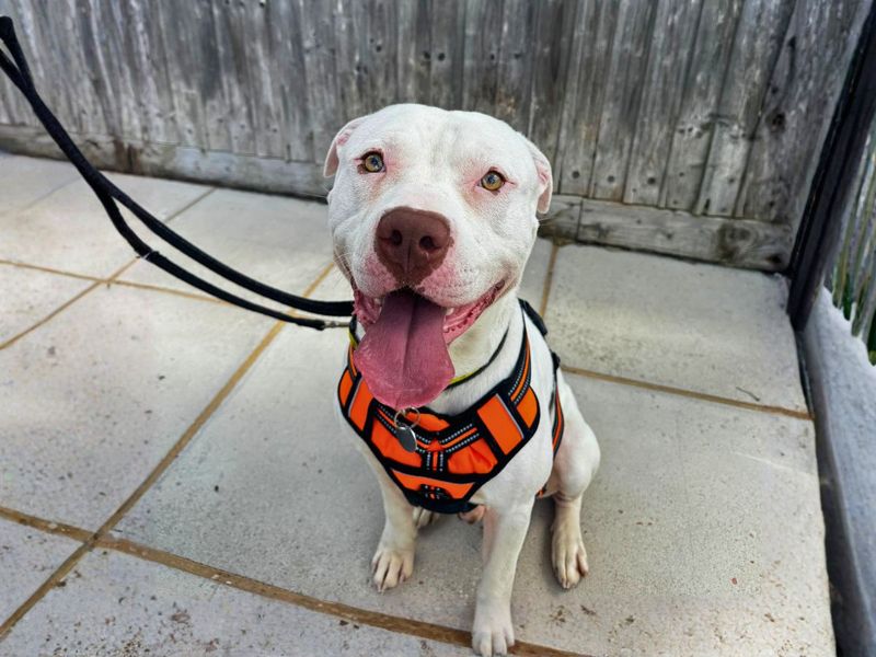 Marble | American Bulldog Cross | Salisbury (Wiltshire) - 2