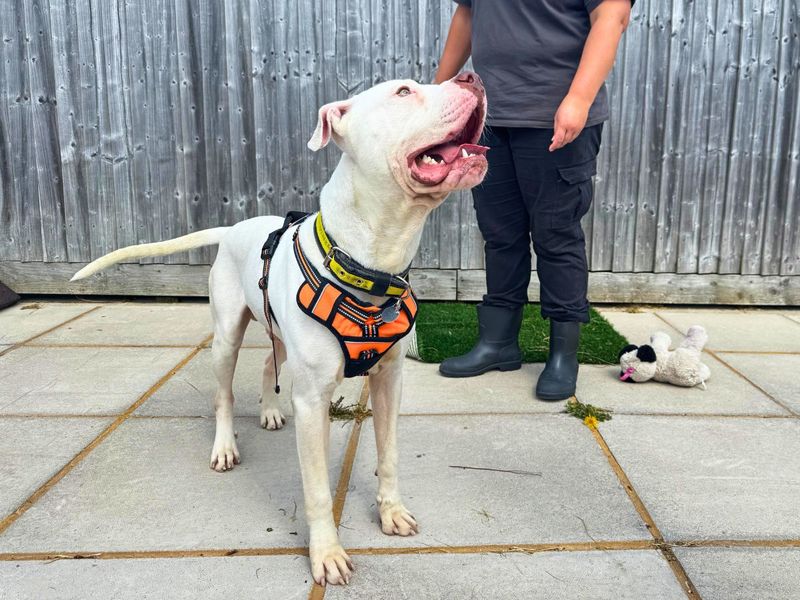 Marble | American Bulldog Cross | Salisbury (Wiltshire) - 5