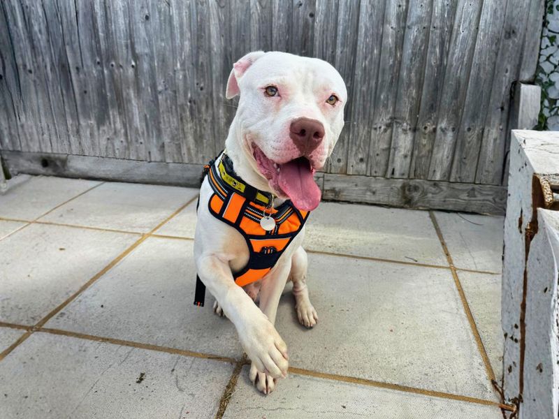 Marble | American Bulldog Cross | Salisbury (Wiltshire) - 6