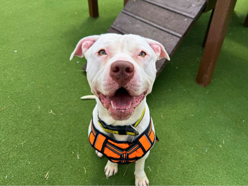 Marble | American Bulldog Cross | Salisbury (Wiltshire) - 2
