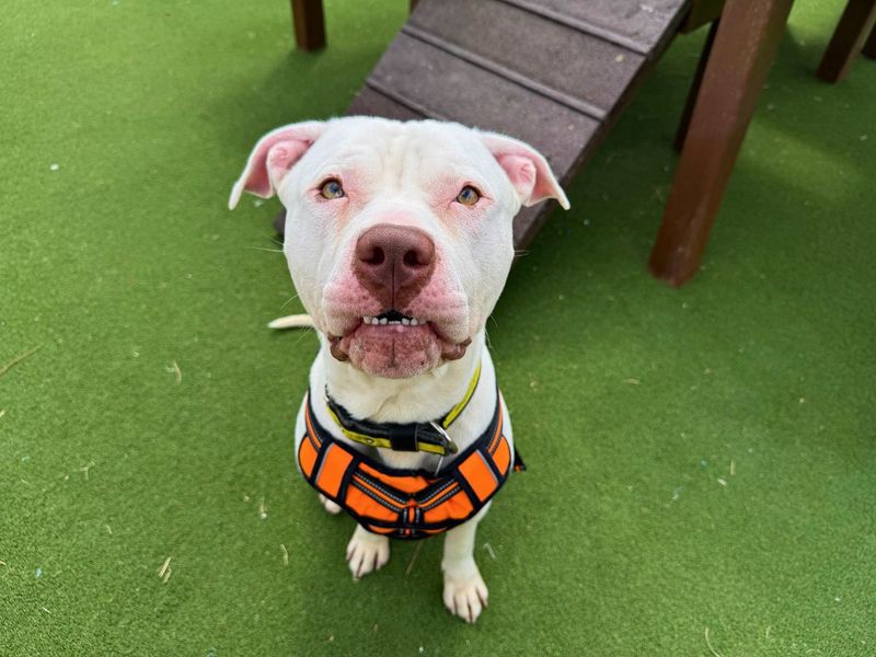 Marble | American Bulldog Cross | Salisbury (Wiltshire) - 5