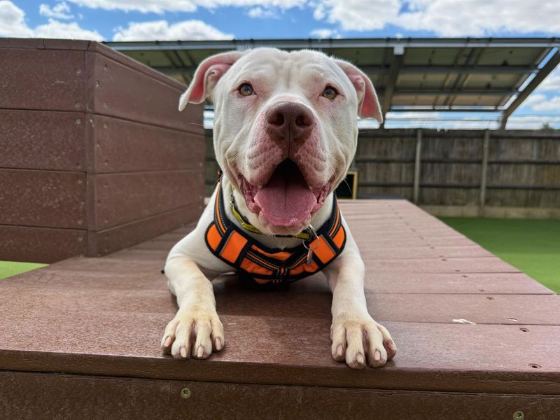 Marble | American Bulldog Cross | Salisbury (Wiltshire) - 6