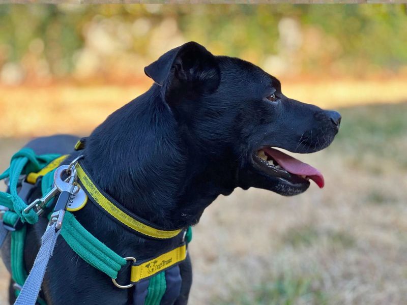 Ash | Terrier (Patterdale) Cross | Salisbury (Wiltshire) - 7