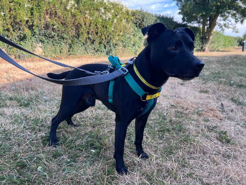 Ash | Terrier (Patterdale) Cross | Salisbury (Wiltshire) - 4