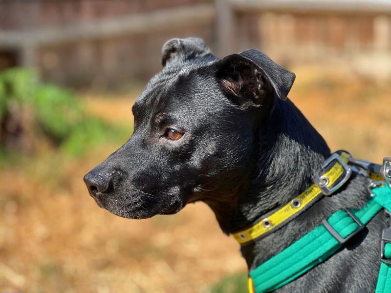 Ash | Terrier (Patterdale) Cross | Salisbury (Wiltshire) - 5