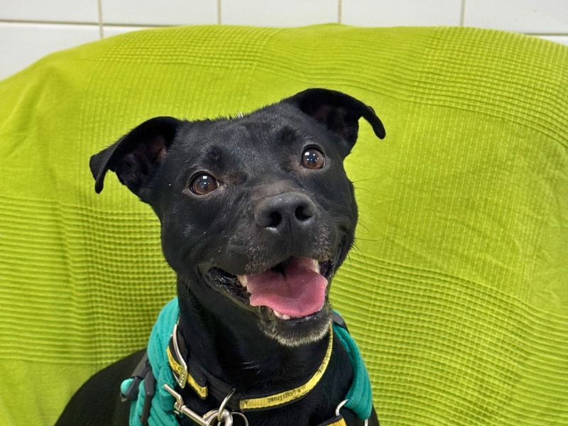 Ash | Terrier (Patterdale) Cross | Salisbury (Wiltshire) - 2