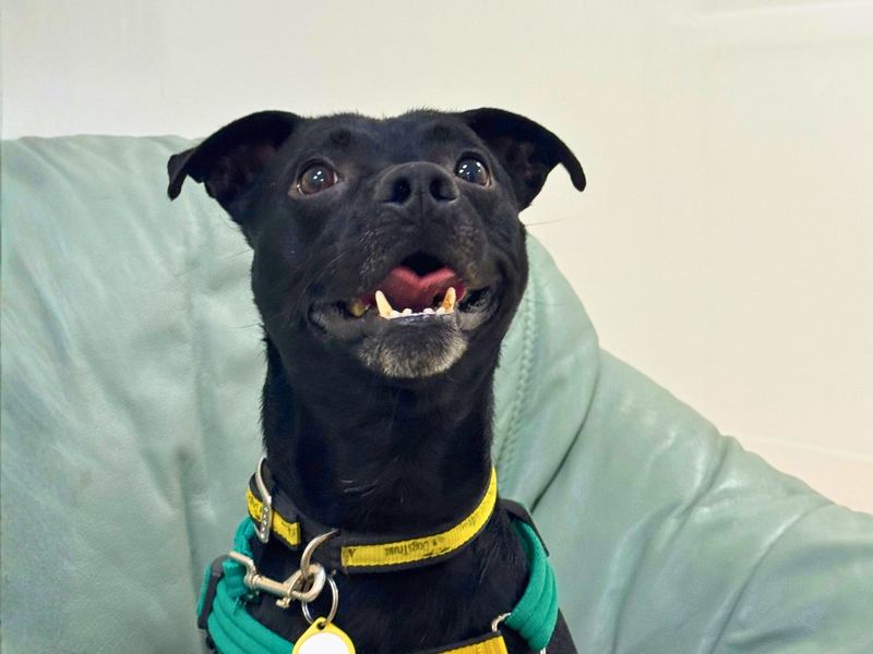 Ash | Terrier (Patterdale) Cross | Salisbury (Wiltshire) - 3