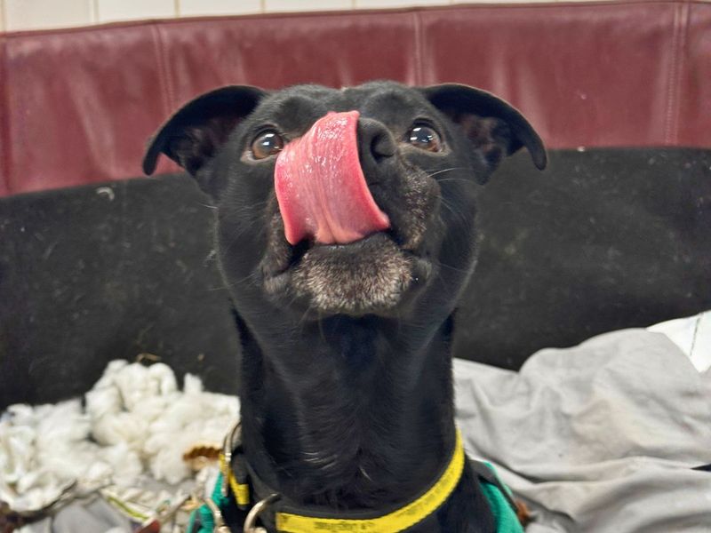 Ash | Terrier (Patterdale) Cross | Salisbury (Wiltshire) - 6