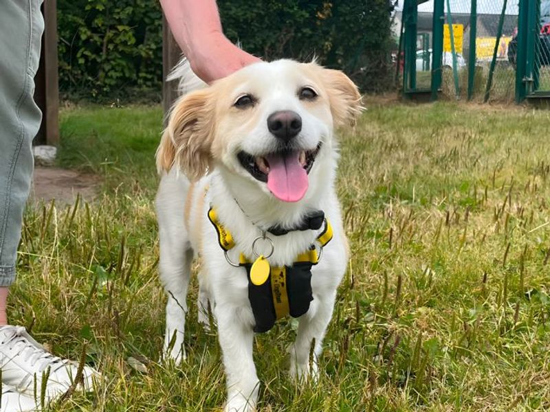Shadow | Spaniel (Cavalier King Charles) Cross | Bridgend (Wales) - 2