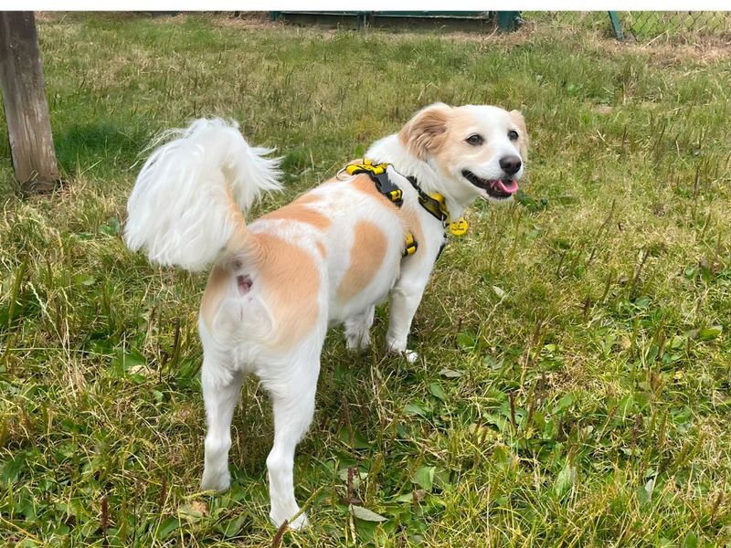 Cavalier King Charles Spaniel Dogs And Puppies For Adoption