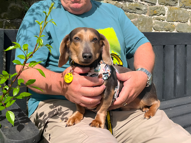 Bailey - Image 2 of 2