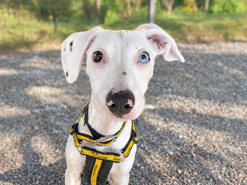 Dennis | Crossbreed | Basildon (Essex) - 1