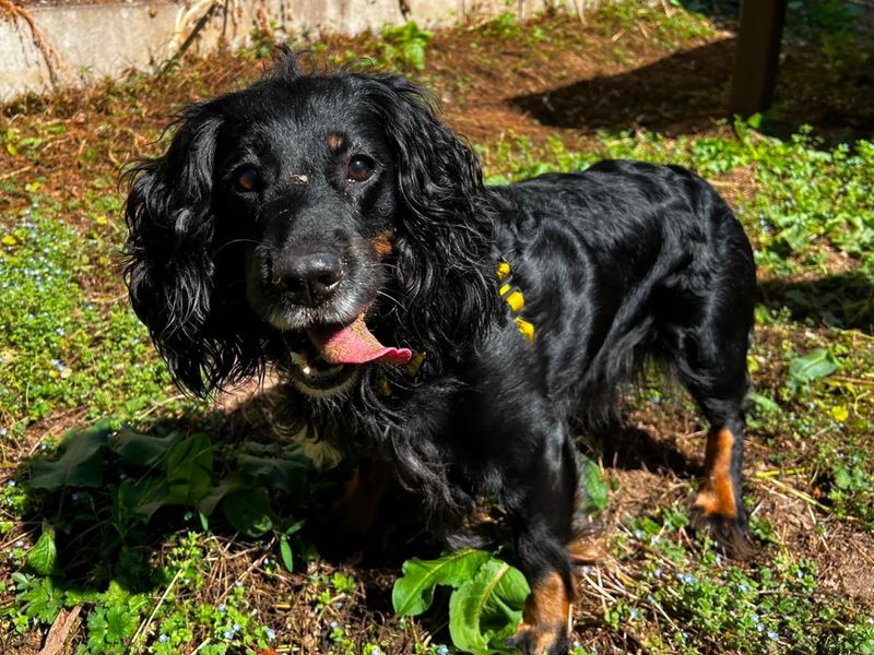 Coco | Spaniel (Cocker) | Ilfracombe - 1